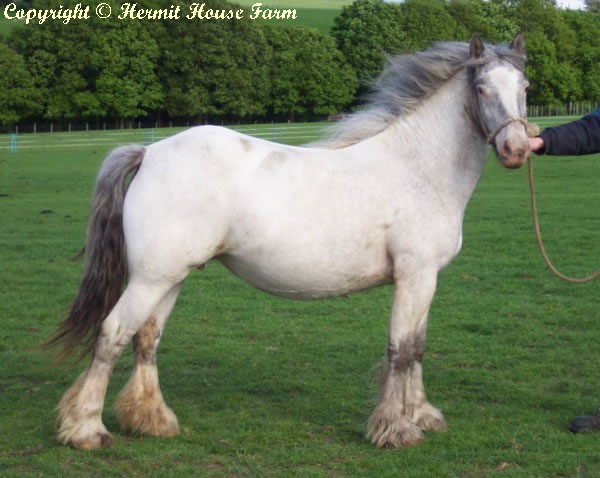 hermits ghost sapphire